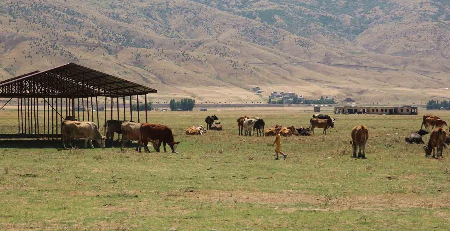 Muş’ta Şarbon Vakası: Çiftçiler Aşılama Sonrası Rahatladı