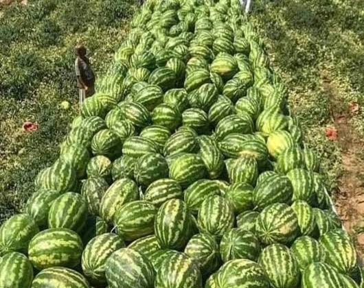 Muş Karpuzu Sokaklarda Yerini Aldı