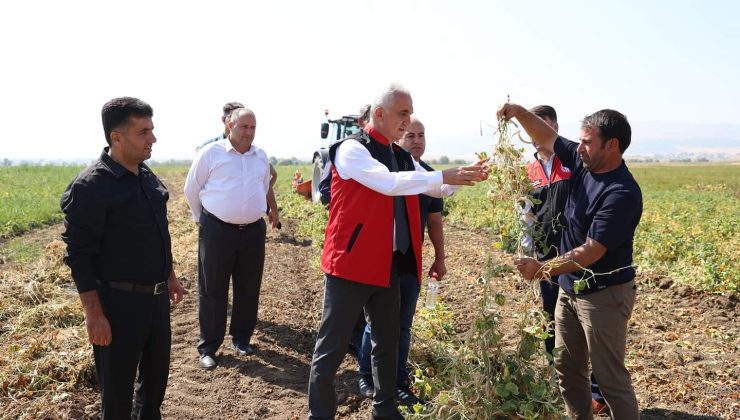 Muş Valisi Avni Çakır, Yoncalıöz Köyü’nde Kuru Fasulye Hasadına Katıldı