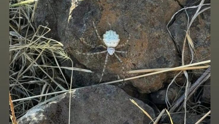 Muş’ta Zehirli Örümcek Türü Tespit Edildi: Argiope Lobata