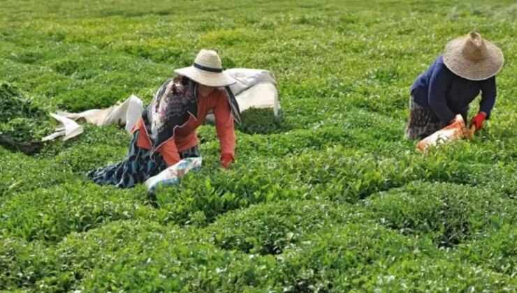 ÇAYKUR, yaş çay bedeli ödemelerine başladı! Üreticilere 1 milyar 719 milyon lira ödenecek