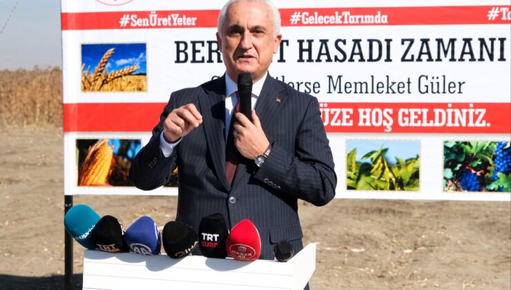 Muş’ta Ay Çiçeği Hasadı Heyecanla Başladı.