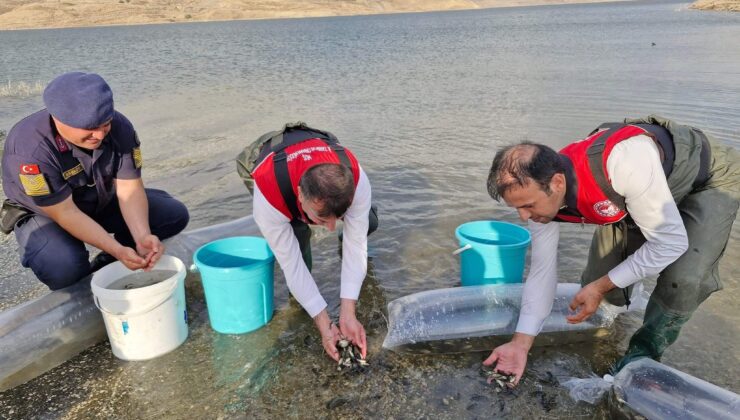 Muş’ta Baraj ve Göletlere 4 Milyon Sazan Yavrusu Bırakıldı