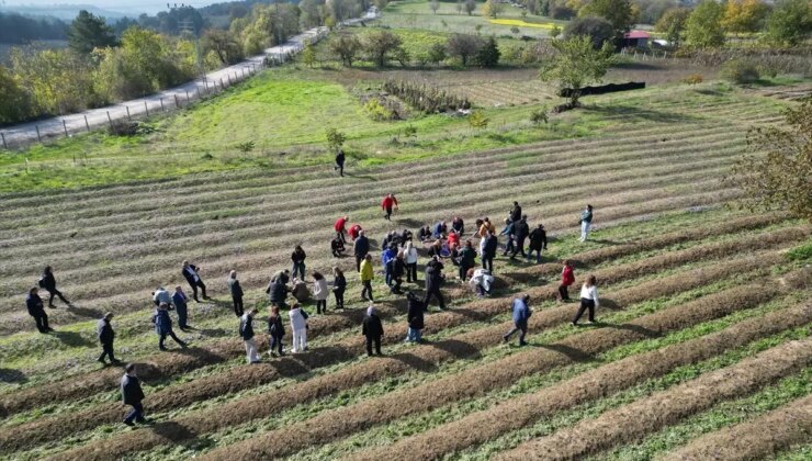 Karabük’te dünyanın en pahalı baharatı Safranın hasadına başlandı