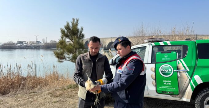 Muş’ta Yaralı Halde Bulunan Bayağı Balaban Kuşu Tedaviye Alındı