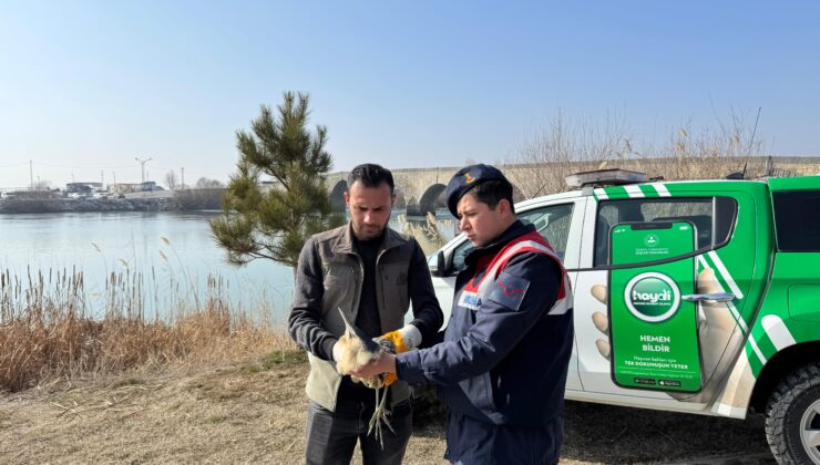 Muş’ta Yaralı Halde Bulunan Bayağı Balaban Kuşu Tedaviye Alındı