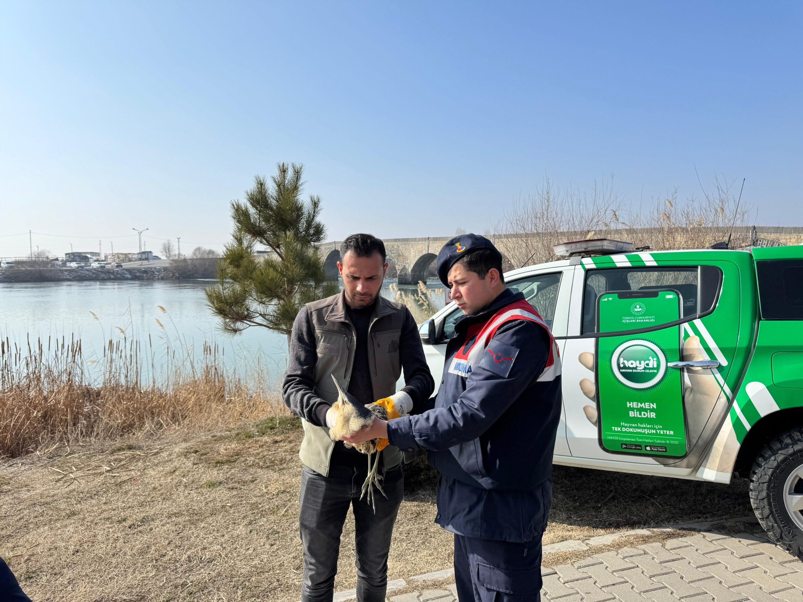 Muş’ta Yaralı Halde Bulunan Bayağı Balaban Kuşu Tedaviye Alındı