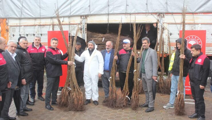 Muş’ta 74 Çiftçiye 6150 Adet Ceviz Fidanı Dağıtıldı